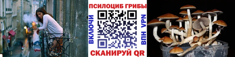 Псилоцибиновые грибы Psilocybe  Купить закладки  Куртамыш 